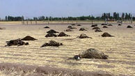 تلف شدن ۱۵۰ راس گوسفند در بوئین زهرا