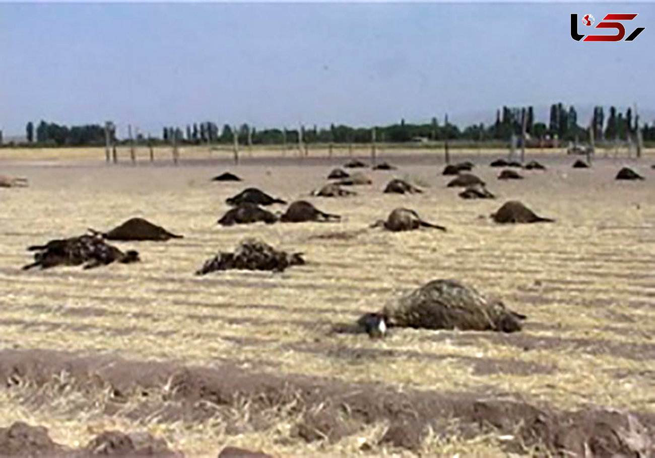 تلف شدن ۱۵۰ راس گوسفند در بوئین زهرا