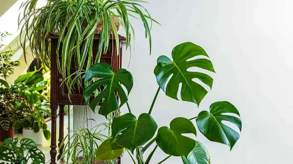 این 10 گیاه خانه‌ تان را با یک قلمه کوچک تغییر می‌ دهند!