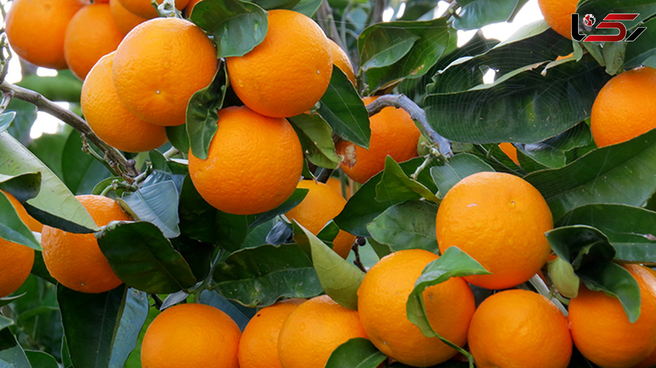 پرتقال اضافی روی دست کشاورزان باعث ارزانی می‌شود؟