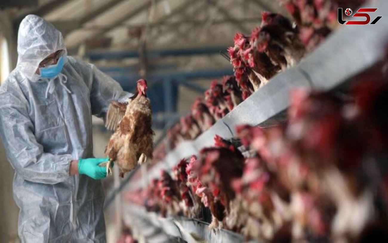  پیشگیری از آنفلوانزای پرندگان در خراسان رضوی با پایش مستمر