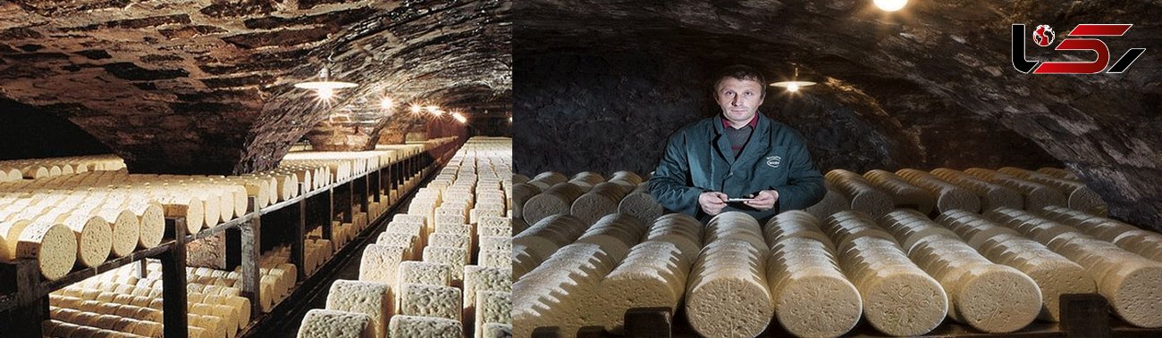 پنیری که پادشاه پنیرهاست و در غارها درست می شود! +عکس 