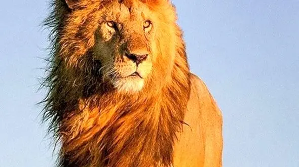 شکوه در نگاه شیر و جادو در پرهای طاووس