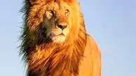 شکوه در نگاه شیر و جادو در پرهای طاووس