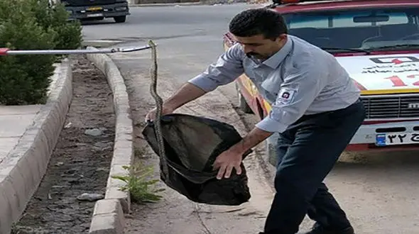 زنده گیری مار سمی در مهاباد