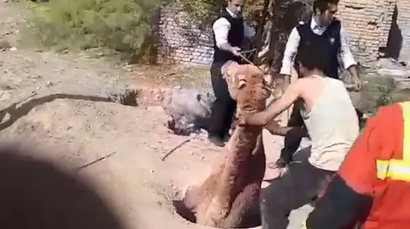 فیلم باورنکردنی از بیرون کشیدن شتر گرفتار در چاه/ در تهران رخ داد + عکس