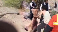 فیلم باورنکردنی از بیرون کشیدن شتر گرفتار در چاه/ در تهران رخ داد + عکس
