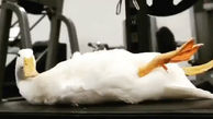 ورزش کردن اردک در باشگاه + فیلم