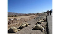 پژو 405 گله گوسفندان را در مهران زیر گرفت + عکس
