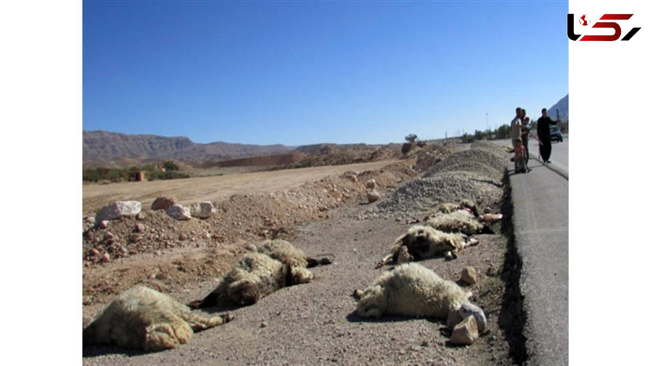 پژو 405 گله گوسفندان را در مهران زیر گرفت + عکس
