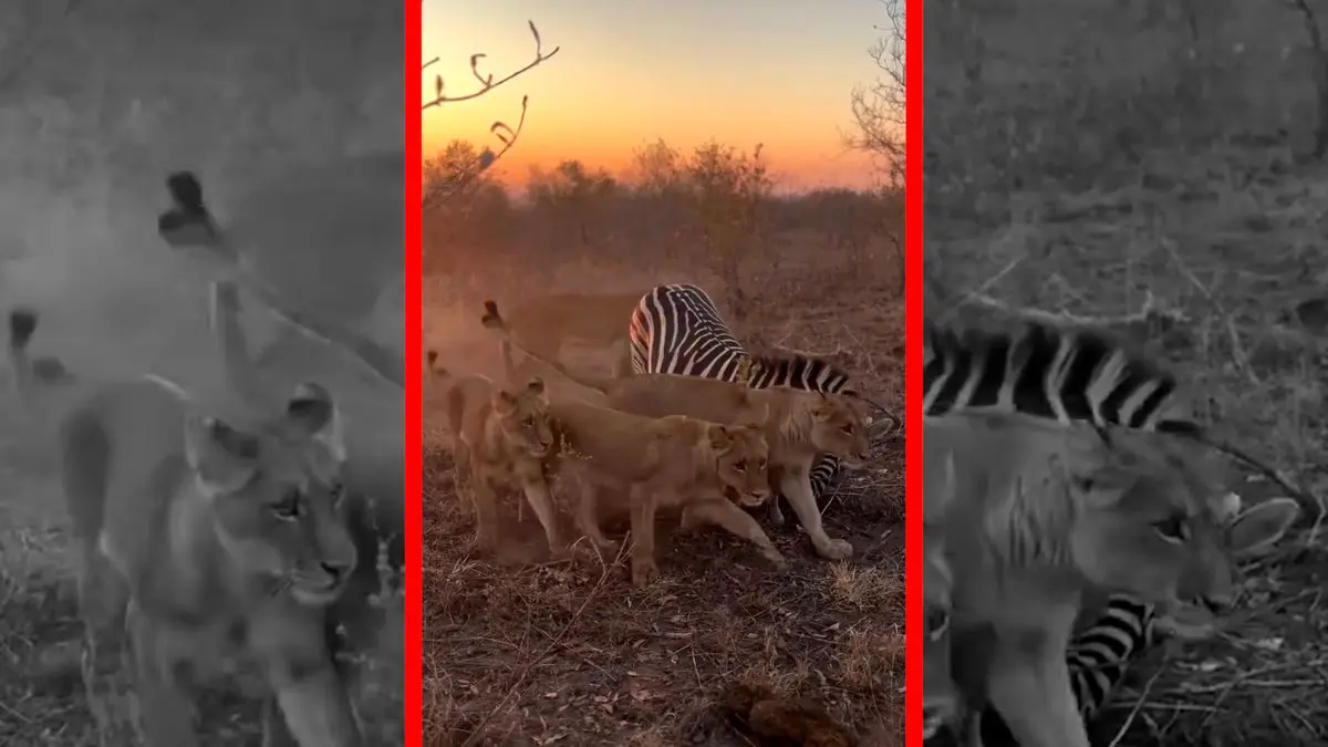 فیلم شکار گورخر توسط شیرهای ماده