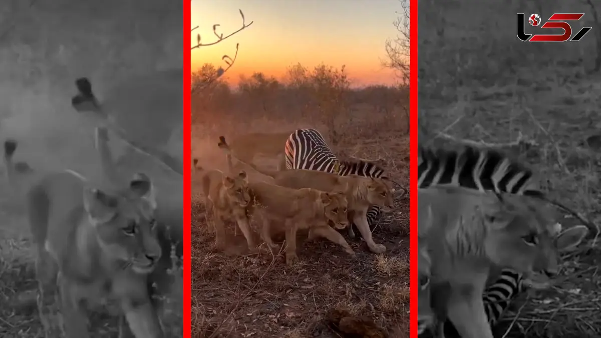 فیلم شکار گورخر توسط شیرهای ماده