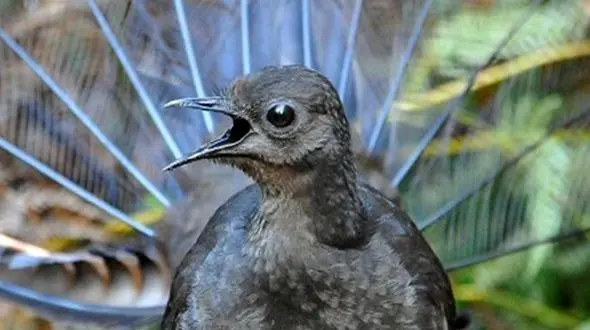 فیلم/ این پرنده عجیب در جنگل شما را تا مرز سکته می‌برد! 
