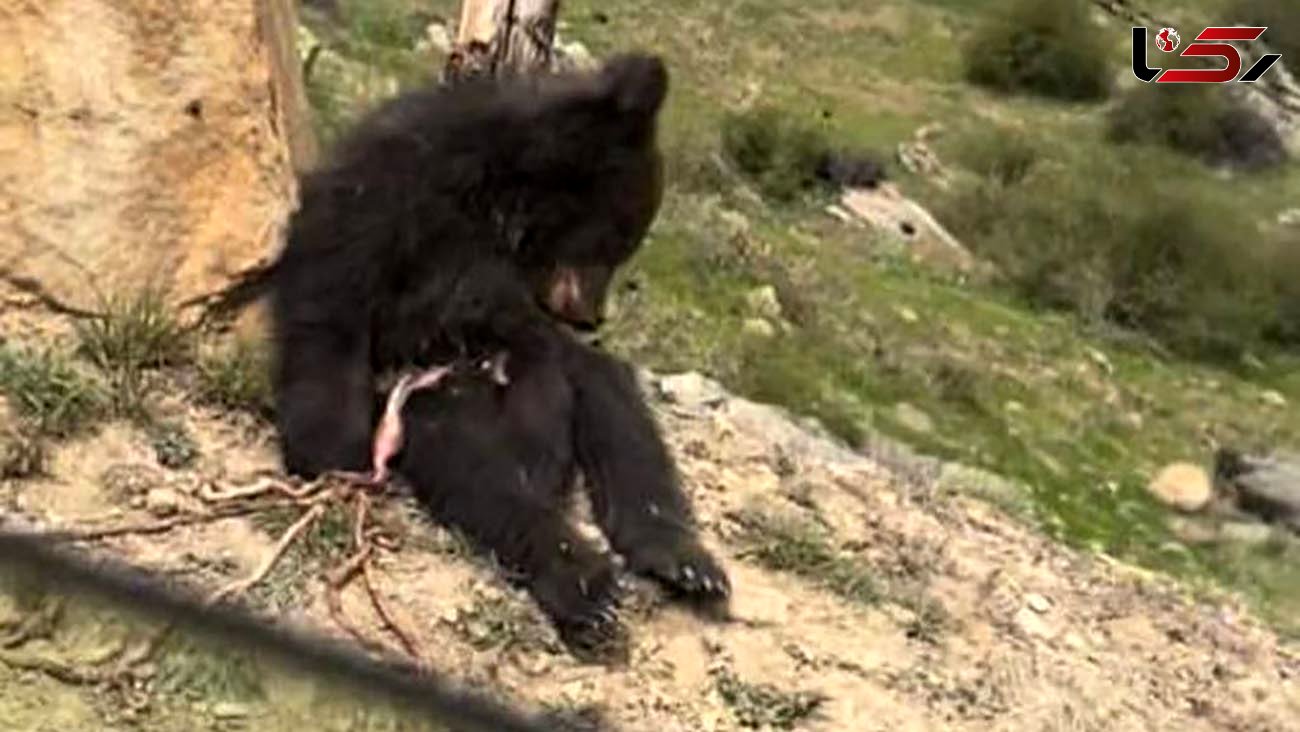 تصویر دردناک کشته شدن یک خرس قهوه ای در آمل 