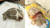 عکس تلخ از قبل و بعد لاک پشتی که از وسط نصف شد / در زاهدان زنده ماند