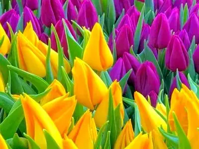 فال و طالع امروز 10 اردیبهشت 1405