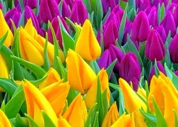 فال و طالع امروز 10 اردیبهشت 1405