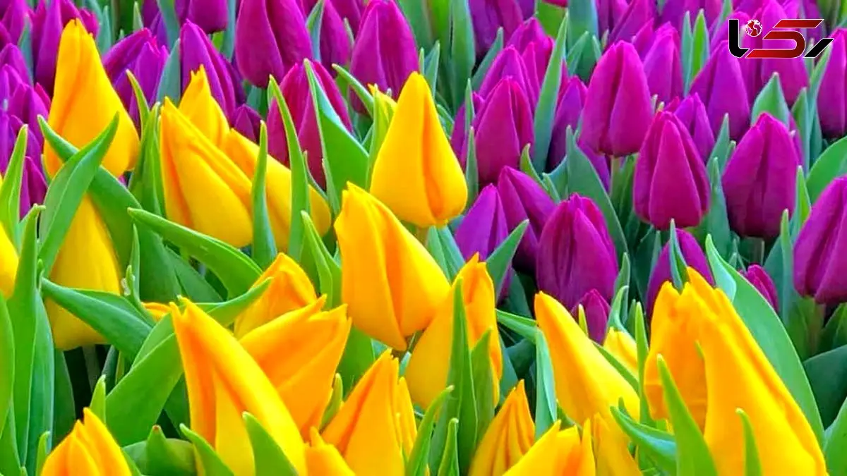 فال و طالع امروز 10 اردیبهشت 1405