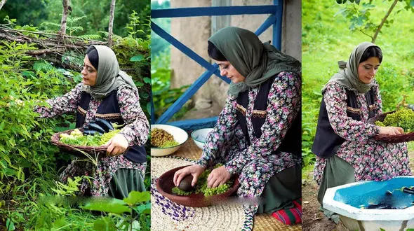 برداشت بادمجان و فلفل از مزارع روستایی؛ طرز تهیه ترشی هفت‌ بیجار