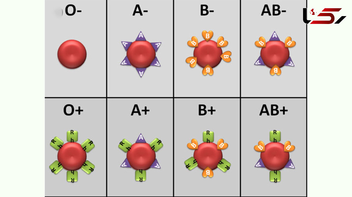غذاهای مناسب برای گروه های خونی مختلف