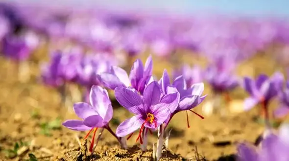 طبع زعفران چگونه است و چگونه می‌توان تاثیر آن را تعدیل کرد؟