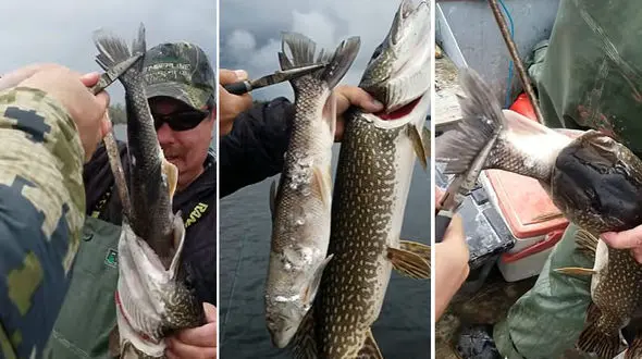 فیلم دیدنی ماهیگیران کانادایی از صید دوماهی بزرگ در دل هم