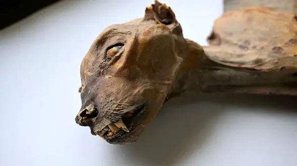 وقتی مومیایی‌ ها سخن گفتند؛ افشای راز ژنتیکی یوزهای تاریخی