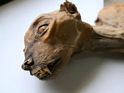 وقتی مومیایی‌ ها سخن گفتند؛ افشای راز ژنتیکی یوزهای تاریخی