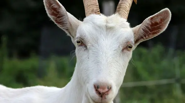 عکس ها /  بزی که بچه انسان زایید/  نوزاد انسان نما حالتان را به هم می زند !