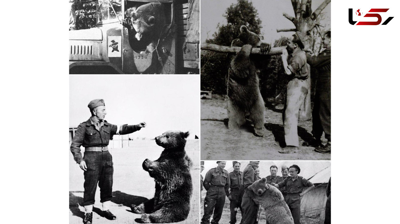 ماجرای جالب خرس ایرانی که به کمک سربازان لهستانی در جنگ رفت