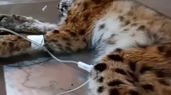 فیلم زیبا از نجات و رهاسازی یک سیاه گوش در گیلان