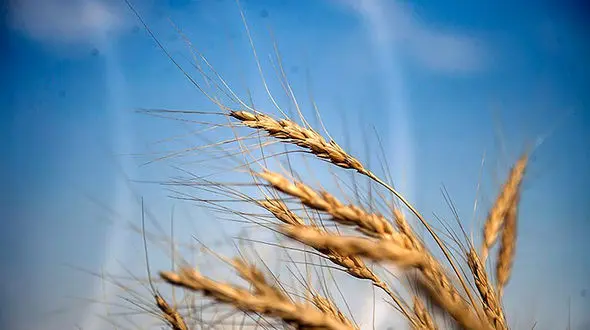  استقبال کشاورزان از گندم 5هزار تومانی 