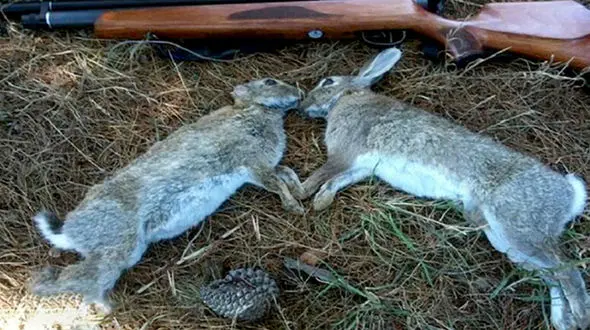 شکارچی های خرگوش در قزوین شکار پلیس شدند