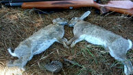 دستگیری 4 شکارچی خرگوش در سمنان