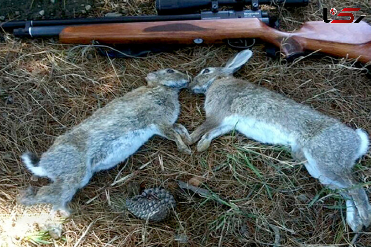 شکارچی های خرگوش در قزوین شکار پلیس شدند