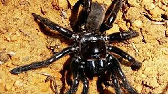 وحشت سیل زدگان سیستان از «بیوه سیاه»! + جزییات