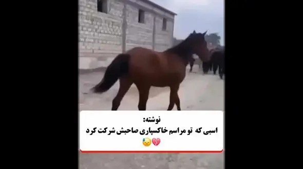 اسبی که در مراسم خاکسپاری صاحبش شرکت کرد