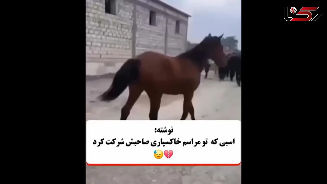 اسبی که در مراسم خاکسپاری صاحبش شرکت کرد