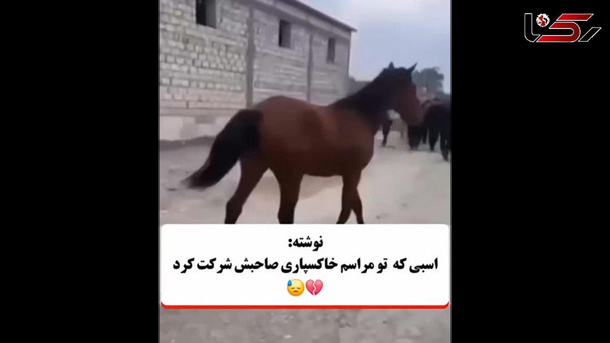 اسبی که در مراسم خاکسپاری صاحبش شرکت کرد