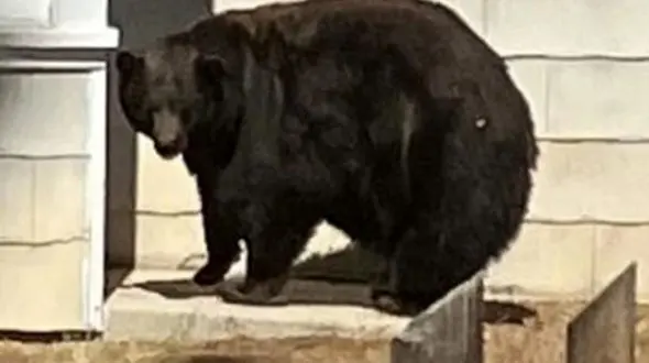 دستگیری خرس تحت تعقیب! + عکس