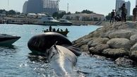 دومین لاشه نهنگ به ساحل کیش رسید + فیلم و عکس