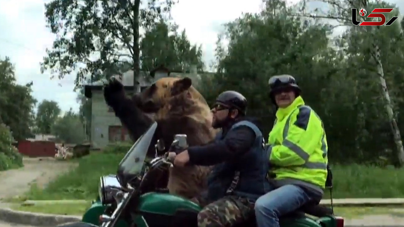 واقعا دیدنی/لحظه موتورسواری خرس وحشی + فیلم