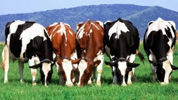 گاو هایی که حق کشاورزان ایلامی را می خورند + فیلم