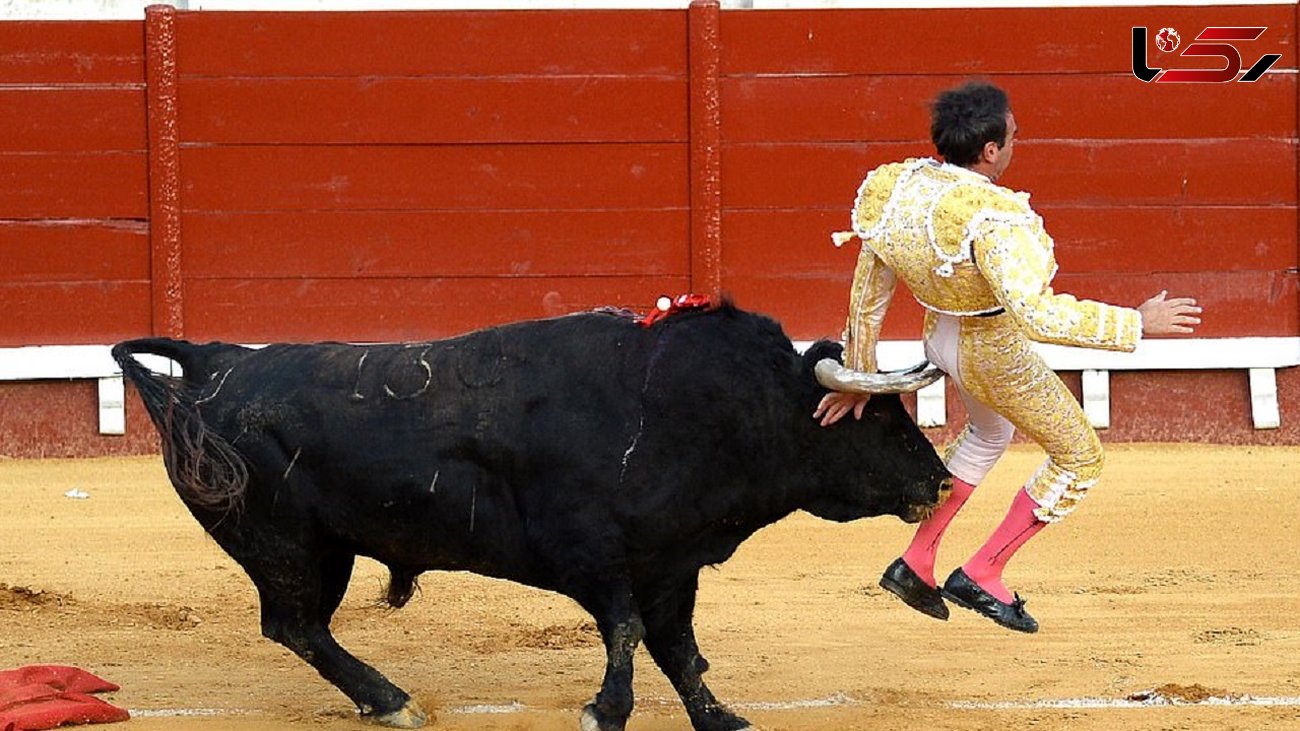 حمله وحشتناک گاو وحشی به یک گاوباز در مسابقه اسپانیا + فیلم