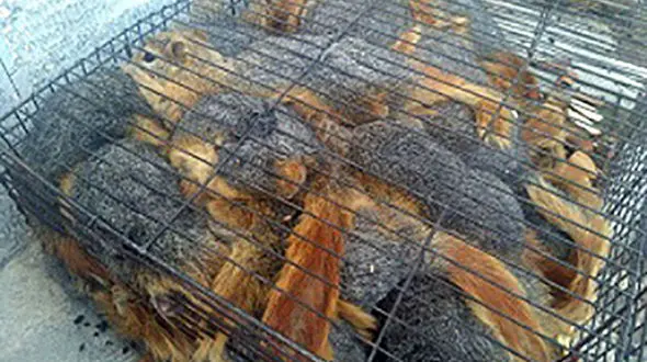 کشف 128 بطانه سنجاب در بیجار 