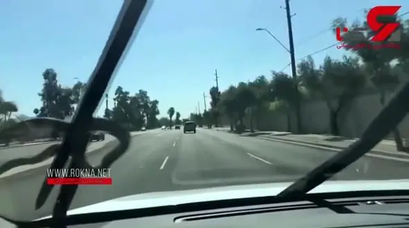 لحظه حمله مار افعی در بزرگراه به یک ماشین + فیلم