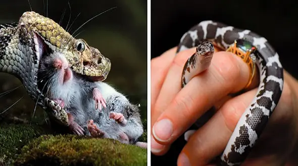 از این خزنده نیش دار نترسید / فواید مار برای انسان + عکس