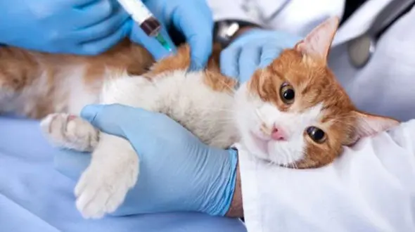 عقیم چیست؟ + جزئیات کامل از دو مفهوم پزشکی عقیم بودن یا شدن