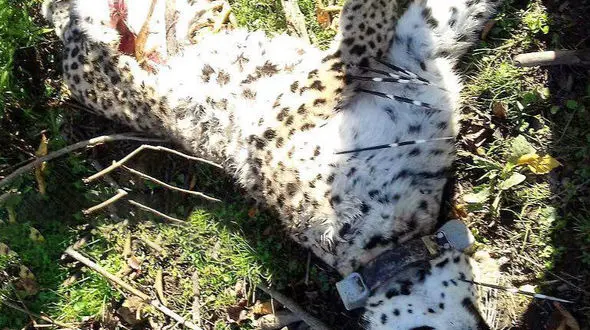 آرزو، پلنگ رودسر مرموزانه کشته شد + عکس 