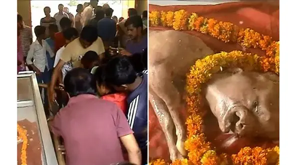 تولد گوساله‌ای با صورت شبیه به انسان!+ تصاویر 